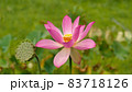 蓮の花　明美紅 83718126