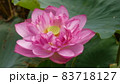 蓮の花　広昌連 83718127