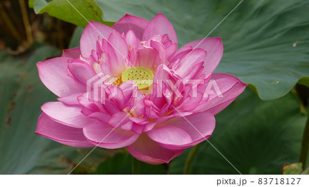 蓮の花 広昌連 蓮の花 広昌連 83718127