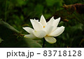 蓮の花　静月連 83718128