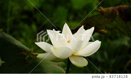 蓮の花 静月連 蓮の花 静月連 83718128