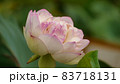 蓮の花　花雲淡紅 83718131