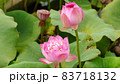 蓮の花　魁秀 83718132