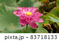 蓮の花　天慈 83718133