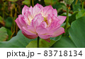蓮の花　玉鸞 83718134