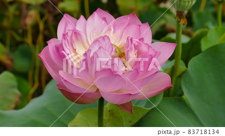 蓮の花 玉鸞 蓮の花 玉鸞 83718134