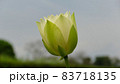 蓮の花　翠菓 83718135