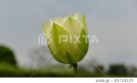 蓮の花　翠菓 83718135