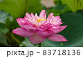 蓮の花　普者黒紅荷 83718136