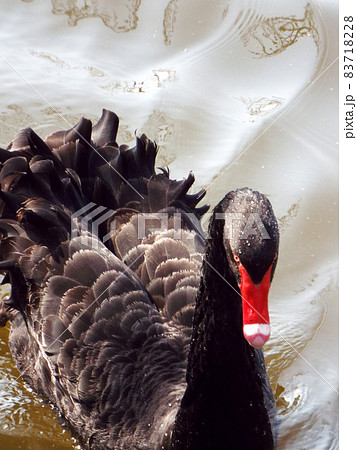 ブラックスワン 83718228