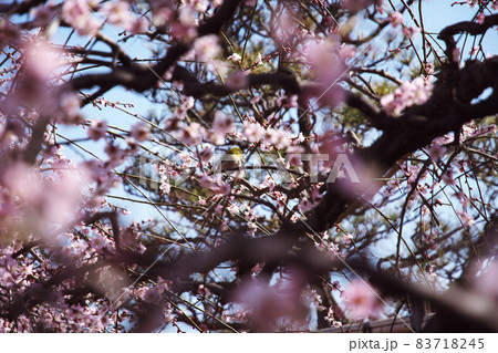 満開の梅の花と小鳥 満開の梅の花と小鳥 83718245