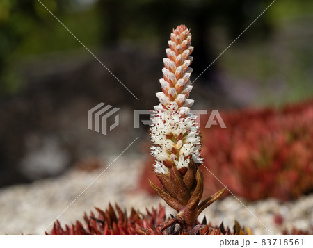 メレンゲの白い花 メレンゲの白い花 83718561