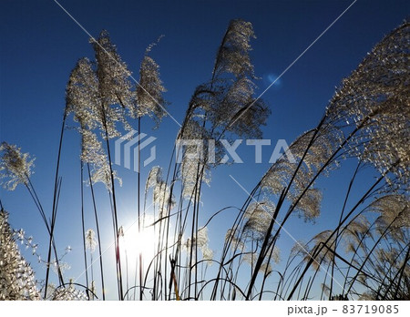 冬支度の気配を感じます。 83719085