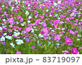 コスモス 83719097