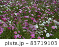コスモス 83719103