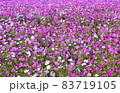 コスモス 83719105