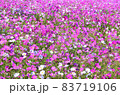 コスモス 83719106