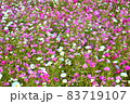 コスモス 83719107
