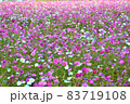 コスモス 83719108