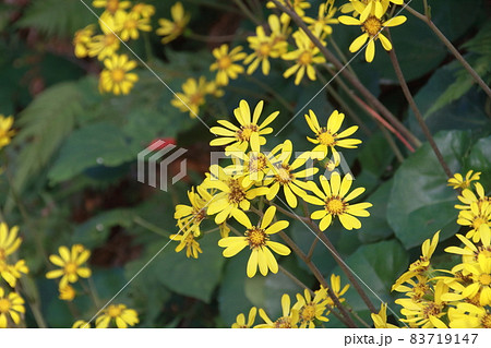 秋、綺麗に咲いたツワブキの花 83719147