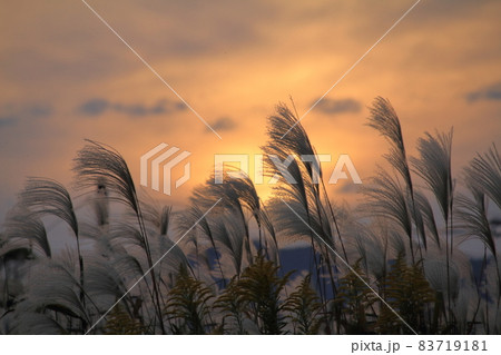 秋の夕暮れのイメージ（夕日に輝くススキの穂と夕焼け空） 83719181