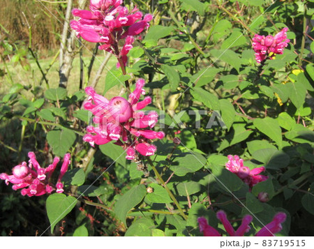 三陽メデアフラワーミュージアム裏庭の赤いサルビアインボルクラータの花 83719515
