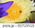 花 フラワー お花 83719519