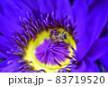 花 フラワー お花 83719520