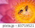 花 フラワー お花 83719521