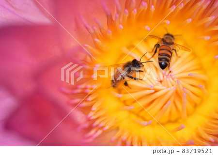 花 フラワー お花 83719521