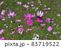 庭 庭園 ガーデン 83719522