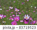 庭 庭園 ガーデン 83719523