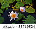 ハス スイレン 蓮 83719524