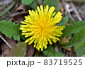 黄色い花 黄色の花 黄色花 83719525