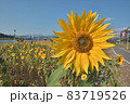 黄色い花 黄色の花 黄色花 83719526