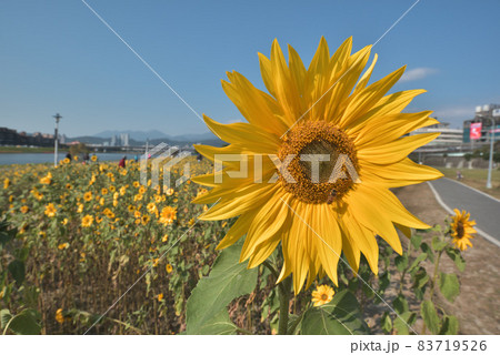 黄色い花 黄色の花 黄色花 83719526