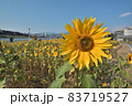 黄色い花 黄色の花 黄色花 83719527