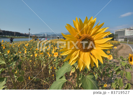 黄色い花 黄色の花 黄色花 83719527