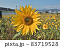 黄色い花 黄色の花 黄色花 83719528