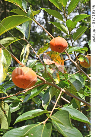 樹木:カキ (菊平) カキノキ科 樹木:カキ (菊平) カキノキ科 83719546