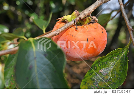樹木:カキ (菊平) カキノキ科 樹木:カキ (菊平) カキノキ科 83719547