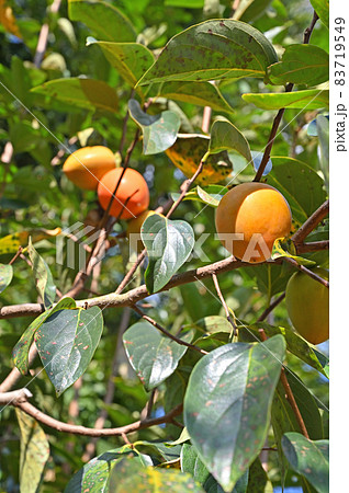 樹木:カキ (愛宕) カキノキ科 樹木:カキ (愛宕) カキノキ科 83719549