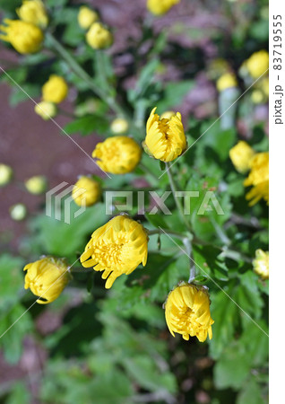 植物：食用ギク　キク科 83719555