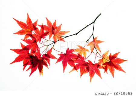 真っ赤な紅葉の透過光撮影 83719563
