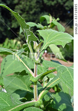 植物：ヤーコン　キク科 83719895