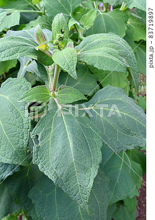 植物:ヤーコン キク科 植物:ヤーコン キク科 83719897