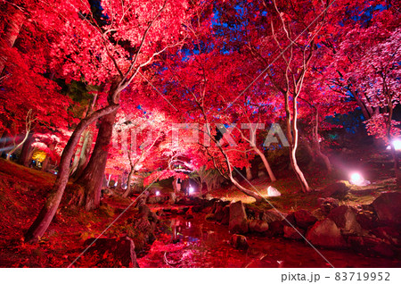 道の駅なんごうの紅葉ライトアップ 道の駅なんごうの紅葉ライトアップ 83719952