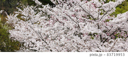 満開の一本の桜 満開の一本の桜 83719953