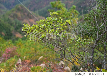 四国愛媛県別子村にある西赤石山の秋 83720521
