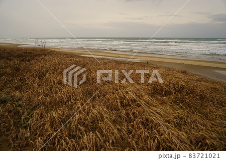哀愁漂う日本海と枯草 哀愁漂う日本海と枯草 83721021